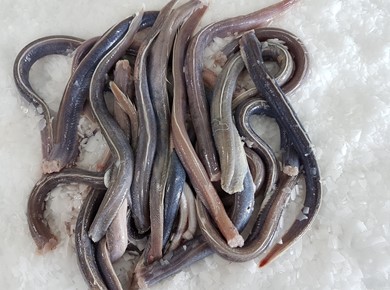 2.5 Kilo stoofpaling  IJsselmeer 