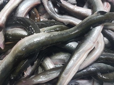 10 kilo verse Ierse schier paling (wildvang) Diepvries