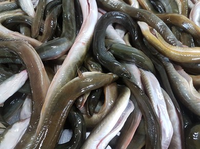  Verse IJsselmeerpaling 2,5 kilo dun/normaal Diepvries