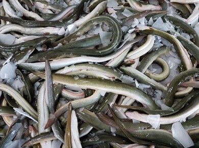 Verse IJsselmeerpaling 5 kilo dun/normaal Diepvries