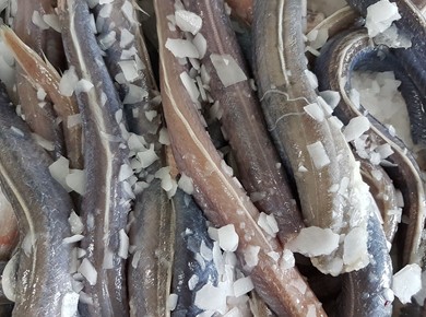 1 kilo bakpaling vers Aquacultuur (Kweek)