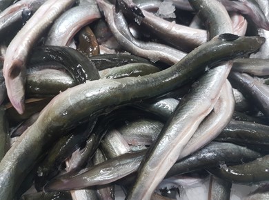 2,5 kilo verse Ierse schier paling (wildvang) 