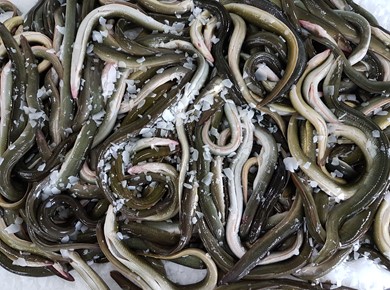 Verse IJsselmeerpaling middel 5 kilo Diepvries