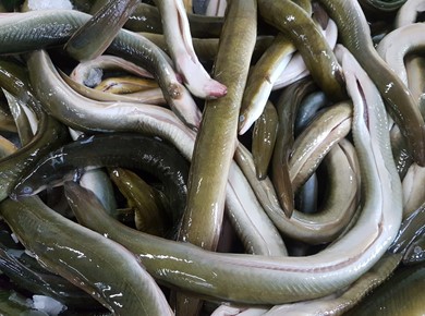 20 kilo IJsselmeer middel Diepvries
