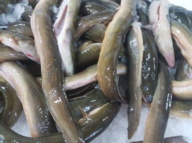 5 kilo verse ijsselmeerlijn paling middel diepvries