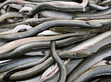 5 kilo IJsselmeerpaling ingevroren +800 gram per stuk 