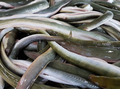 1 kilo verse IJsselmeerpaling lijn middel 
