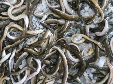 Verse IJsselmeerpaling middel 10 kilo fuik 